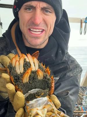 Big snack for big mamma! 😂 #maine #lobster #fishing #seafood #ocean #interesting #educate #learn #sustainable 