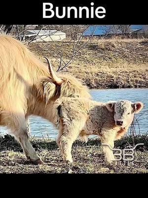 Bunnie 👏👏 Available to be your new mini moo! Bunnie is our newest calf born out of 3B Karen and 3B Cash. She is the cutest little miniature blondie heifer and is already full of spunk and personality just like her momma, Karen! Bunnie is a little girl at just 20” tall and is suspected chondro positive. Message us for more details! Or go to our website www.3BCattle.com 👈🏼 . . . #MiniCow #Chondro #Highland #3BCattle #Cow #Cattle #ForSale #Farm #MiniMoo #BuyMe #MicroMini #MiniFarm #Bunnie