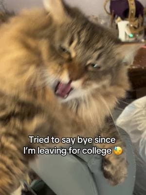 Literally every time I leave  #cat #college #colleglife #catsoftiktok #dormlife 