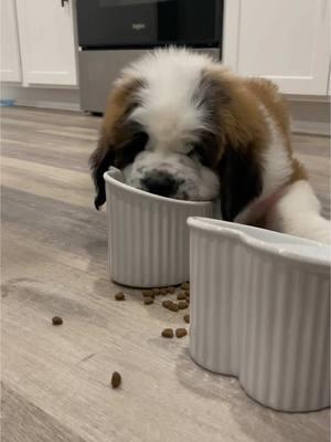 First day we brought her home. We were putting together her elevated food bowl together when this was filmed lol 😂 #saintbernard #foryou #foryoupage #dog #doglover #Love #fyp #saintbernardsoftiktok #puppiesofinstagram #puppylove #fypシ゚viral #fyp #dogsofttiktok #dogs 