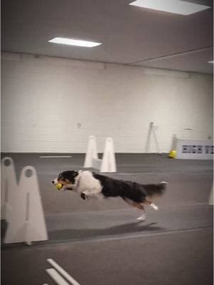 #flyball #dogs