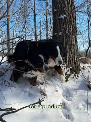 Here’s to strong hips & healthy joints in 2025 thanks to @Wuffes 💪🏼 #bmd #wuffes #wuffesambassador #bernese #dogsoftiktok #petcare #CapCut 