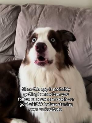 We’ve been so close to 100k and just want to reach it! Also we are already on rednot so find us there too! #dogsoftiktok #dogtok #jaxandmila #australianshepherd #creatorsearchinsights 