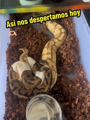 El 2025 sera una locura 🙌🏻🫶🏻 #ballpythons #breeder 