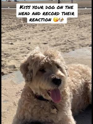 Kiss Your Dog on the Head & Record Their Reaction 🐶 #wheatenterrier #dogsoftiktok #comedy #freecomedy #challenge 