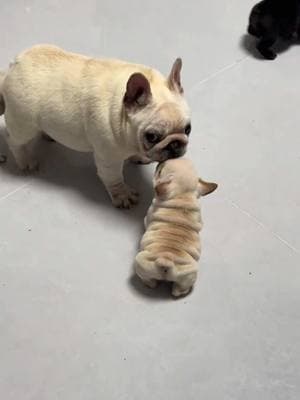 Don't like each other very much#frenchbulldog #dogmom#dogbaby #dogfight #dogsoftiktok #foryou #foryoupage #viralvideo 