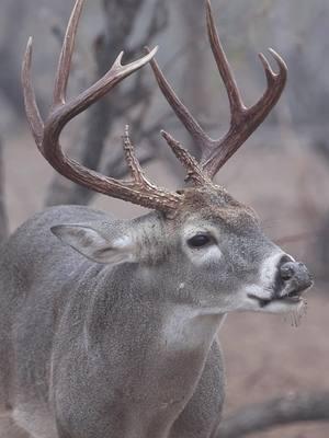 Up close and personal with this guy! #southtexas #raxmaxdeerfeed #brushcountry #fypp #wildlifephotography #wildlifeaddicts #lowfence #Outdoors #deercamp #viral #rut #godscountry 