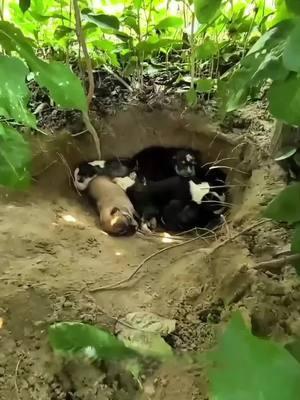 Mother dog braves danger to save puppies from ferocious wolves😭🥹🙏#respect #animals #dog #dogs #dogsoftiktok #rescuedog #helpdogs #smartdog #fyp #foryou #humanity 