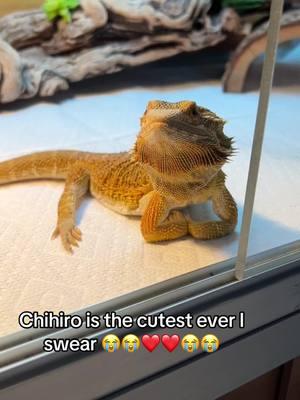 Chihiro is a DOLL #beardeddragon #dragon #pets #reptiles #animals #reptile #beardeddragonsoftiktok 