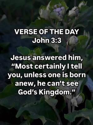 VERSE OF THE DAY  John 3:3  Jesus answered him, “Most certainly I tell you, unless one is born anew, he can’t see God’s Kingdom.”  #tuesdaythought #bible #bibleverse #bibleinspiration #biblestudy #verseoftheday #unstoppablefaith #friendship #stayencouraged #beinspired #JesusChristisLord #dailydevo #motivation #fyp #christiantiktok #christiantiktokcomunity #creatorsearchinsights 