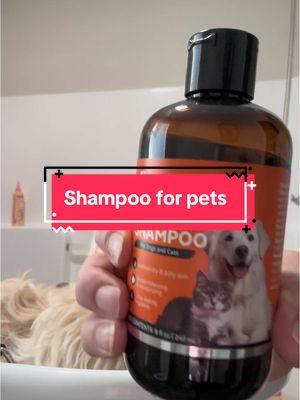 #puaintapet #shampoo #massfollowing #puaintashampoo 