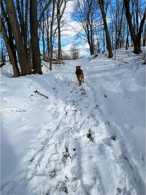 Big dawg business we will not hold your hand 🫡 It may be cold out but your dog is bored and you probably are too! I take Capone on shorts walks this time of year and Mae gets longer ones because she higher energy and she likes the cold. If I have Capone out too long he will start shaken and then it’s no fun.  #winter #dogwalks #winterwalks #bullymix #tibetanmastiff #dogenrichment 