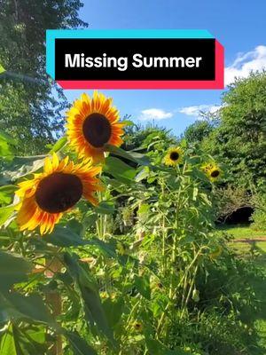 #Missing #Summer well here's #one #minute of #sunflowers #sunflowerroom #sunflowergarden #sunflowers #flowers #garden #flowergarden #gardening #beautiful #peaceful #relaxing #koipond #pond #farmpond #farmlife #farm #farmersteve727 