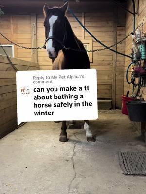 Replying to @My Pet Alpaca We cannot stress the importance of the coolers enough 🤌 it is key to a safe and comfortable drying process. #horsecare #equestrian #equestriangirls #horsescience #winter #connecticut #horsecare #horses 