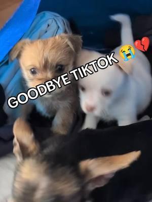 Goodbye TikTok #jbirdspma #tiktok #goodbye #massfollow 