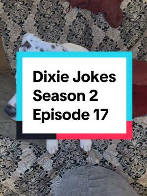 Dixie Jokes Season 2 Episode 17. #dixiejeauxbelle #dogsoftiktok #jokes #season2 