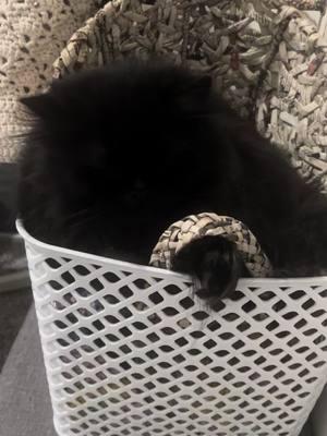 Wynn is the cutest!!  #cat #catsoftiktok #fluffycat #blackcatsoftiktok #persiancatsoftiktok #persiancat #wynnthepersian #fluffyfeet 