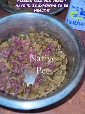 Native pet did their big one when they made this. No more worrying that there’s something missing in their diet! #nativepet #vitamins #dogsoftiktok #gsd #bullybreeds #bulldogs #nativepetdaily #dogvitamins 