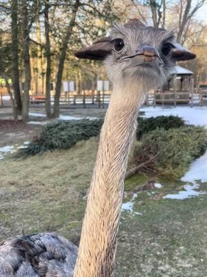 the zoo is back OPEN! Come see which of our animals enjoy the cold, they’re excited to see your smiling faces! 🤍 #wildlife #conservation #endangeredspecies #trending #fyp #viraltiktok #fypシ゚viral #wintersports #winter #rhea #birds #zookeeper #newjersey #capemay 