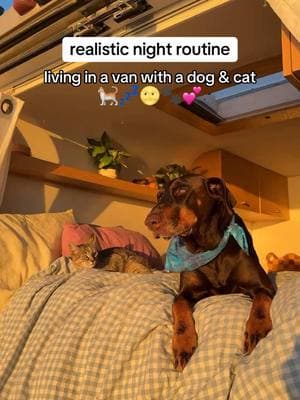 Tonkins & Friend night routine in the van💤🌝💕✨ #vanlife #vanlifewithpets #vanliving #nightroutine