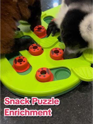 I love enrichment puzzles. Soraya + Edwin are so smart! It took them no time to find all the treats. Thank you Ashley for sending them this!  #exoticanimals #fortworthtexas #primates #zoolife #ruffedlemur #playtime #burlesontx #enrichment #animalenrichment 