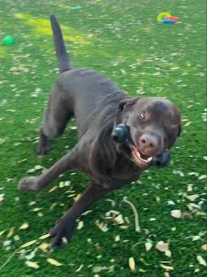 Not the rug!!!🤣🤣🤣 This went on for five straight minutes 🤣🤣 #PetsOfTikTok #labpuppy #labradorretriever #fyp #viral #chocolatelab #1min #longervideos #puppylove #creatorsearchinsights #zoomies #crazydog 