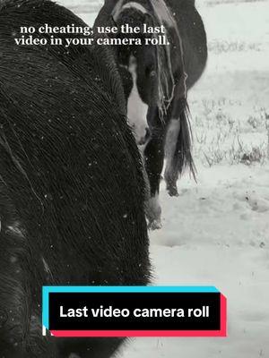 Blue Eyed Beauties #CapCut #horse #horsesoftiktok #horsebreeder #painthorse #heavenonearth #beautifulhorse 