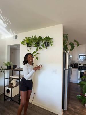 What do you do when you run out of shelf and/or counter space?! YOU USE YOUR WALL SPACE 🪴🫵🏾🤷🏾‍♀️ ——- Shoutout to @Pike Nurseries for the super lush plants! 🤍 Don’t forget to keep up with me on IG @ Blossomeffect_ 🥹🤍 ##plantmom##plantlover##plantsoftiktok##plantsmakepeoplehappy##planthack