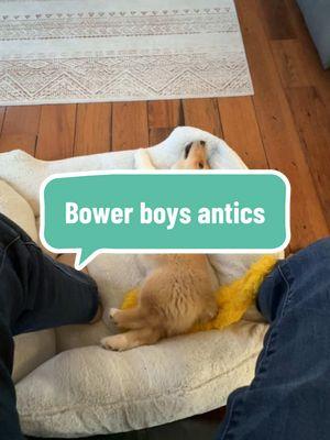 Crazy afternoon here with the Bower boys. We’ve got two golden retrievers and a corgi that are full of energy today! #TheBowerBoys #MadeDownOnWoodridgeFarm #PuppyFun. 