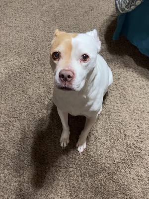 She’s all big and bad untill the vacuum comes out 😂 #fyp #dogsoftiktok #vacumtrend #rednosepitbull #pitbullsoftiktok @Blake Caldwell 