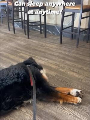 What’s another sign I’m missing? 🙃🤣 #funnydogvideos #handsome #mirrormirror #funnydog #gorgeousdog #storytime #trending #bernesemountaindog #fyp #doglife #dogs #cutedogs #bestdogever #ilovedogs #worldofcutepets #dogoftheday #lucky #Love #mansbestfriend #dog_features #dailybarker