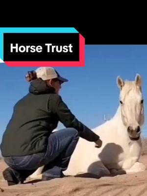 Horse Trust When I met this 3-year-old he was very anticipative and wary of anything new and any sort of spatial pressure by the human... This unexpected moment occurred a few weeks into his education. #alternativehorsemanship #horse #horsetrust #massfollowing 