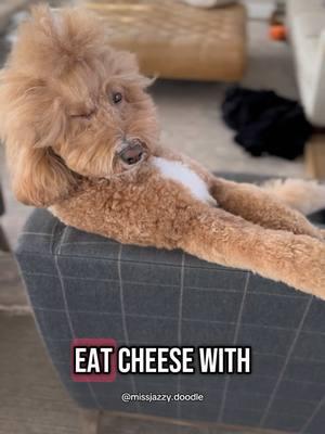 Actually she is flirting with you 🧀🥰 #dogs #goldendoodle #goldendoodlestyle #goldendoodles #doglovers 