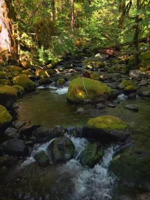 Rising above a magical little creek winding through the forest, where the tranquil waters and vibrant greenery create a scene straight out of a fairytale 😍 #nature #Outdoors #cinematic #calm #creek 