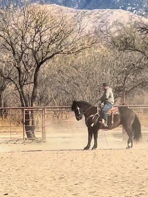 So proud and excited to offer this exceptional draft cross gelding starting next week! Tiny is the real deal in every way. #1111equine #horsesales #forsale #arizonacheck #horses #draftcross #roanhorse #ranchhorse #dressagehorse 