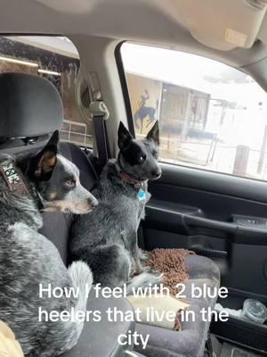 Cattle dogs with no cattle! #blueheeler #cattledog #ranch #cowboy #wester #fyp #fypシ #fypシ゚viral 