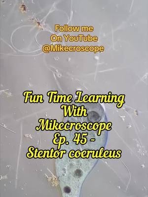 Reupload with music by @bad at math. Song: cosmic cliffs Follow me on YouTube! Same channel name! #science #microscope #microbio #microbiology #microorganisms #learn #ciliate #sciencecommunication #mikecroscope 