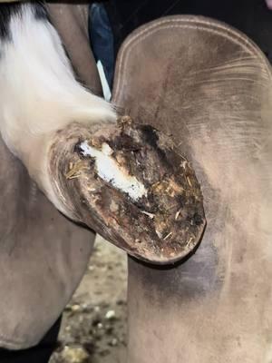 #horse #pony #fyp #hoofcare #asmr #tiktokfarrier #farrier #oddlysatisfying #satisfying #tiktokhorseshoer #hoofcleaning 