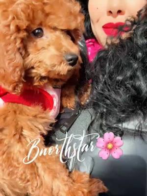 My beautiful baby Mira 🌸 Happy New Year everyone 🙏🏽🌸#usa_tiktok #tik_tok #viraltiktok #bnorthstarbeauty #bnorthstarbeautyspa #bnorthstar #usa🇺🇸 #puppy 