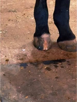 Save us , the whole farm is under water at this point. Having to rotate horses out of stall to go out in dryest part of the pastures #rain#mud#horses#cowboyfyp#fyp#aqha 