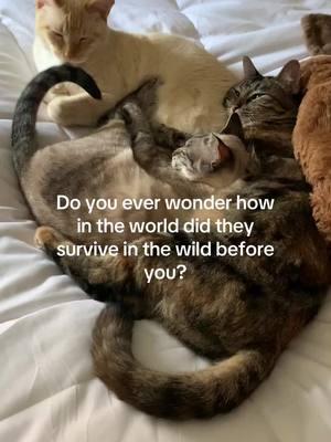 I ask myself that question daily #fyp #catsoftiktok #cats #catswiththumbs #polydactylcat #fosterkittens #kittens #adoptdontshop #PetsOfTikTok #rescuecat #kittensoftiktok #polydactyl #trending 