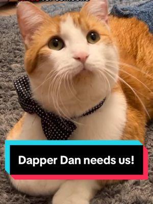 Dapper Dan could use some help today! #dapperdancc #famouscats #catcelebrity #vetbills #savecats #thecatterycc 