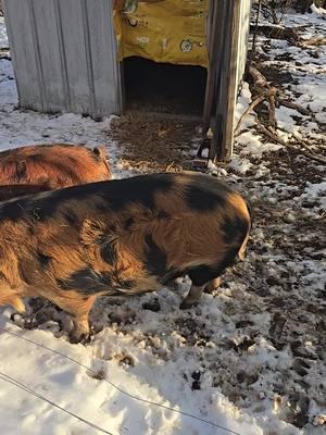 Toby and keith just woke up from a nap. They have straw all over their face.  Be kind if you don't have nothing nice to say, don't say it at all. #reallife #farmlife #pigsoftiktok #kunekune #kunekunepigs #homestead 