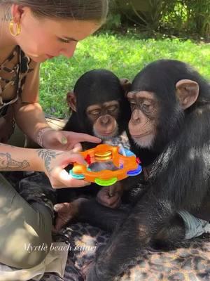 Showing my girls a cool new toy🦍🩷☮️ • • • #Chimps #chimpanzee #chimps #apes #cuteanimals #animalsaddict #animals #explorepage #animals #animallover #monkey #monkeys #monkeyseemonkeydo #monkeylove #onelove #family #myfamily #riolilly #tara #rioandtara #funny #funnymonkey #vanara 