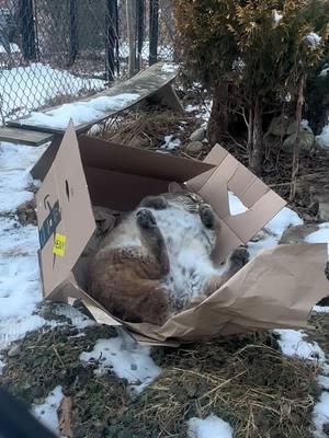 Who are you calling heavy?  #chonkycat #catinabox #wildcat #bobcat #catsanctuary 