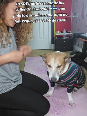 NO HAY REGLAS PARA EL ! #perrostiktok #goodthings #videoviral #perrotiktoker #perrotiktoker #perrostiktokers #viral #parati #pyfツ #perros 