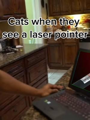 They go crazy when they see a laser pointer tho #catmemes #catmemesdaily #catmemesforlife #funnycats #funnycatsoftiktok #memes #meme #comedy #funny #fyp #fypシ 