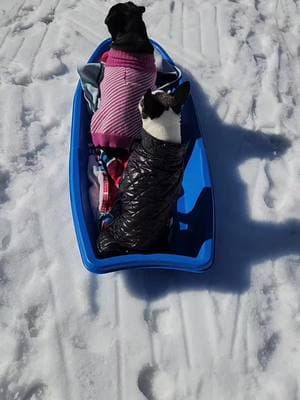 #sled #snow #snowfun #snowandice #dogsandsnow #pug #bochi 