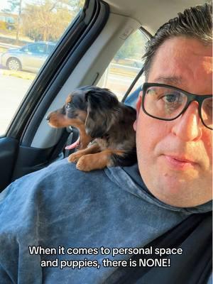 No such thing as personal space with a 9 week old Mini Dachshund puppy 🤎 @The Dapple Don #personalspace #dachshund #minidachshund #dachshundpuppy #PetsOfTikTok #dogsoftiktok #massfollowing 