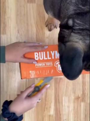 The happiest boy with his #Bullymake packages 🥰📦🦖 🎥 @creedthefrenchbulldog